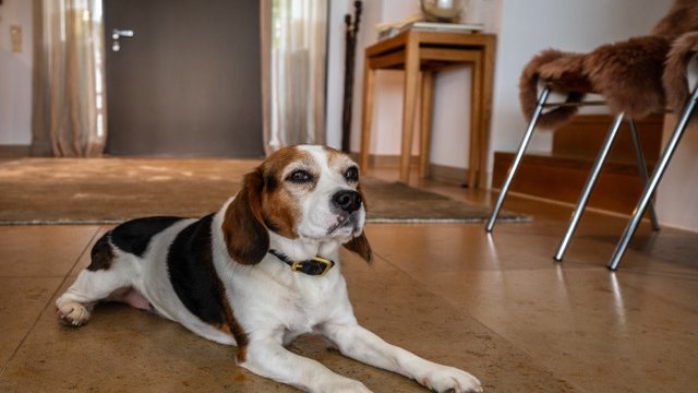 Foto Warum Home Staging so wichtig ist � online wie offline: